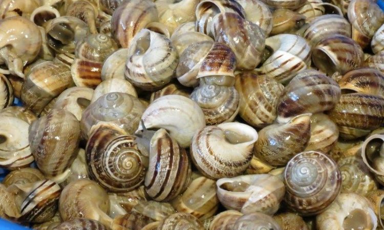 Como cocinar caracoles de mar | Actualizado abril 2024