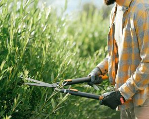 Servicios que te ayudan a tener un jardín ideal