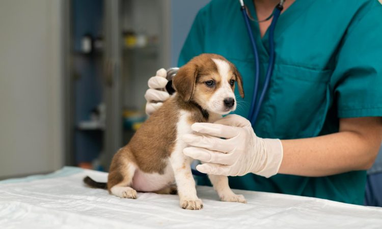 La importancia de la figura del veterinario en el cuidado de tu mascota