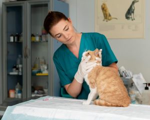 Gatos y la visita al veterinario cómo hacer que sea menos estresante