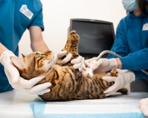 Veterinario de urgencias en Marbella una atención esencial para el bienestar animal