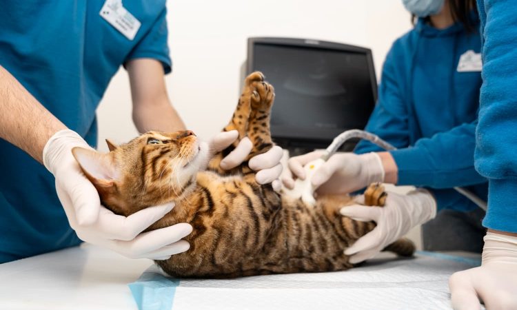 Veterinario de urgencias en Marbella una atención esencial para el bienestar animal